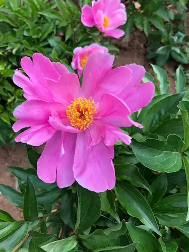 牡丹谢幕,芍药登场!