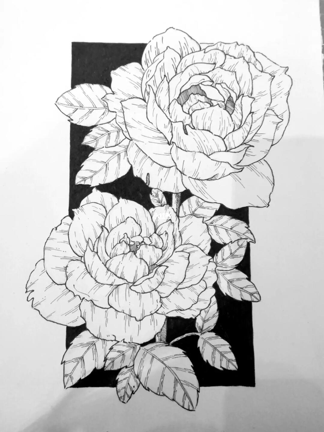 针管笔黑白装饰画手绘花卉练习 附过程