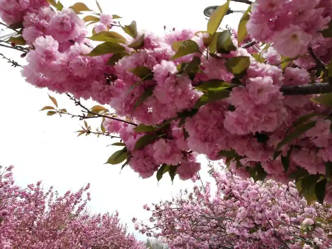 风景如画,大街小巷万紫千红,一个村庄种满各种花草树木,是出游踏春的