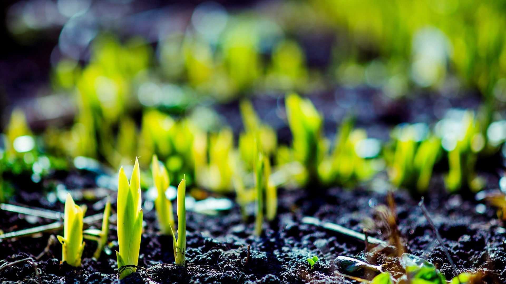 春天绿意浓浓风景桌面壁纸高清大图预览1920x1080_风景壁纸下载_美桌