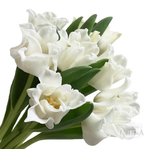 荷兰郁金香美人鱼白色卷边10枝扎