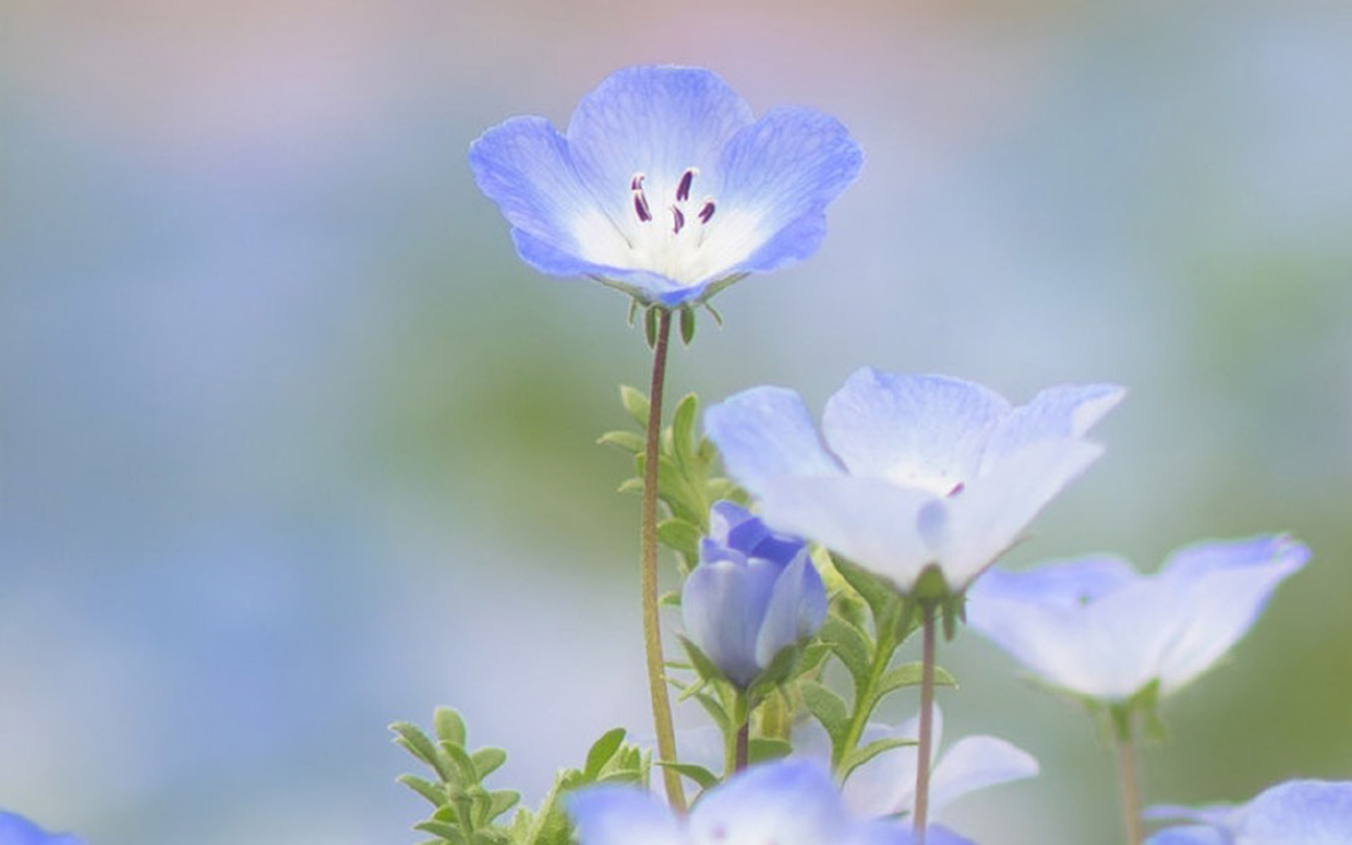 清新淡雅植物花卉图片桌面壁纸