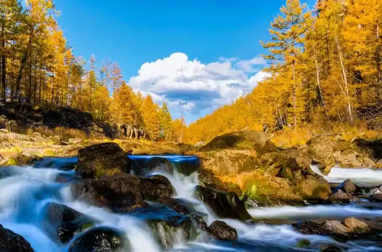 当避暑的人潮退去 这里的一切美景都是独享 尽情徜徉在无边的金黄林海