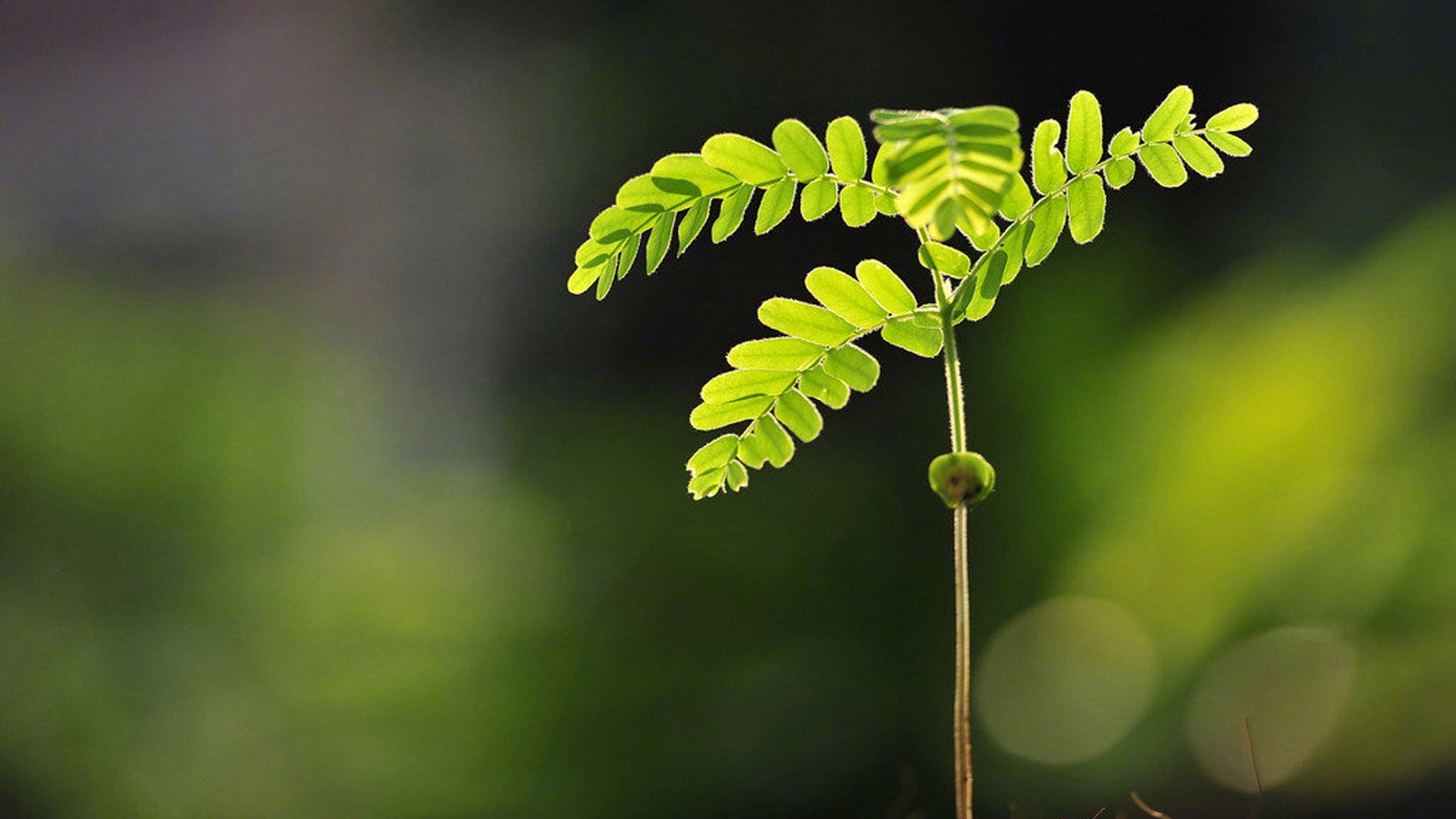 绿色护眼清新植物,高清图片,电脑桌面-壁纸族