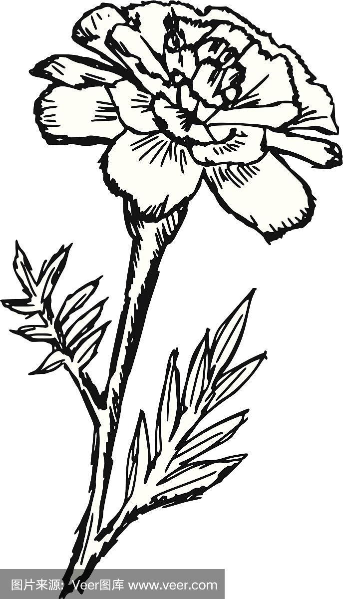 万寿菊,生日,自然,白色背景,符号