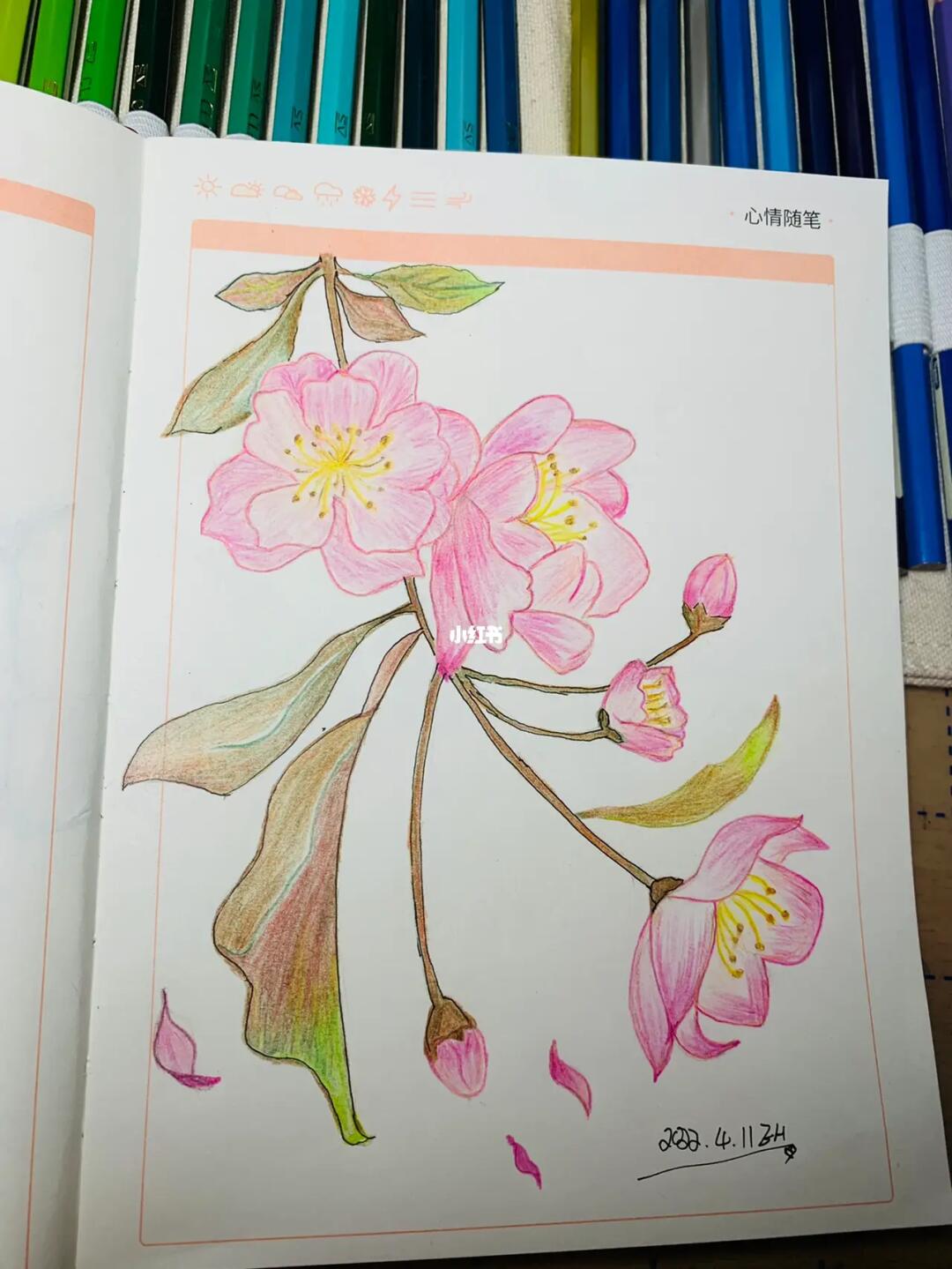 小白学画画  临摹海棠花94差的好远加油加油呀