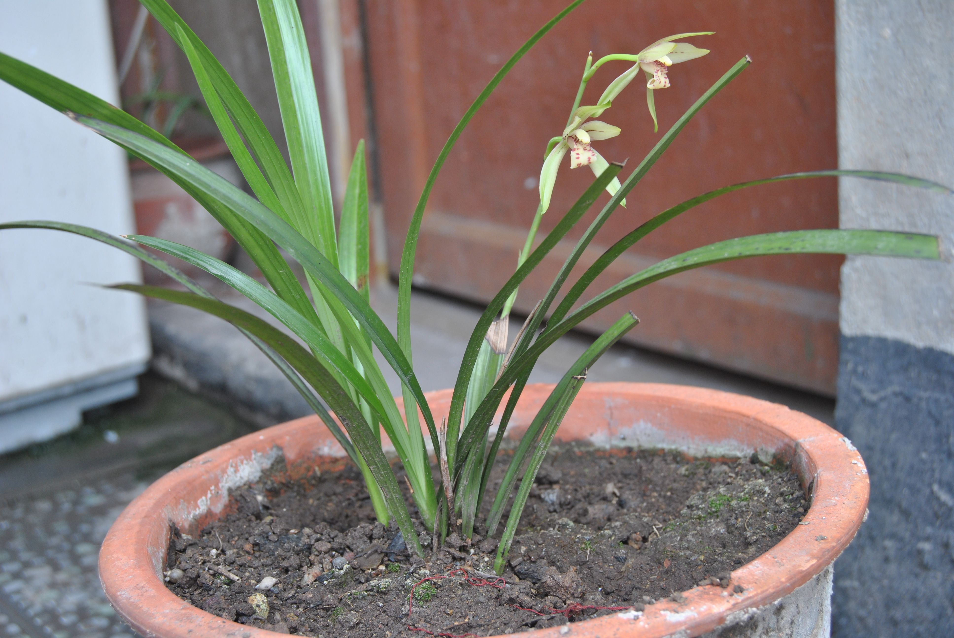 求鉴定这几盆兰花的品种,花朵的名称以及市场价格.