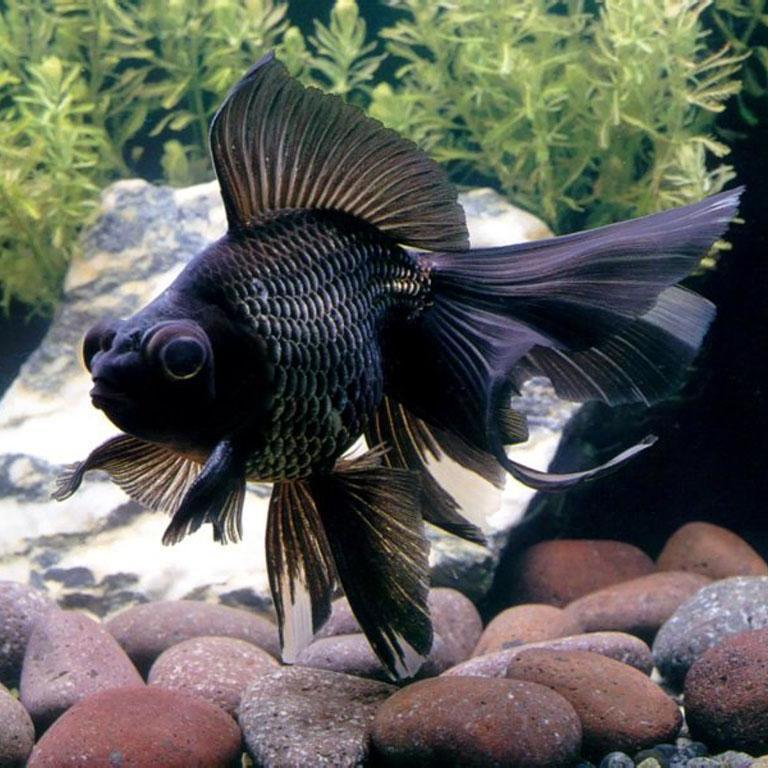 草金鱼活鱼观赏鱼红草金鱼龟食龙鱼锦鲤鱼冷水草金鱼苗活鱼小金鱼