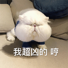 萌宠猫咪猫喵星人我超凶的哼生气gif动图_动态图_表情包下载_soogif