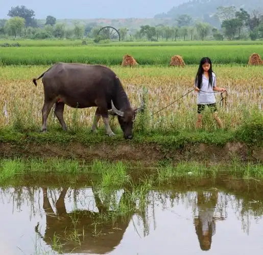 放牛娃的故事 - 郭黎育.摄影故事 - 郭黎育的博客 - 精英博客
