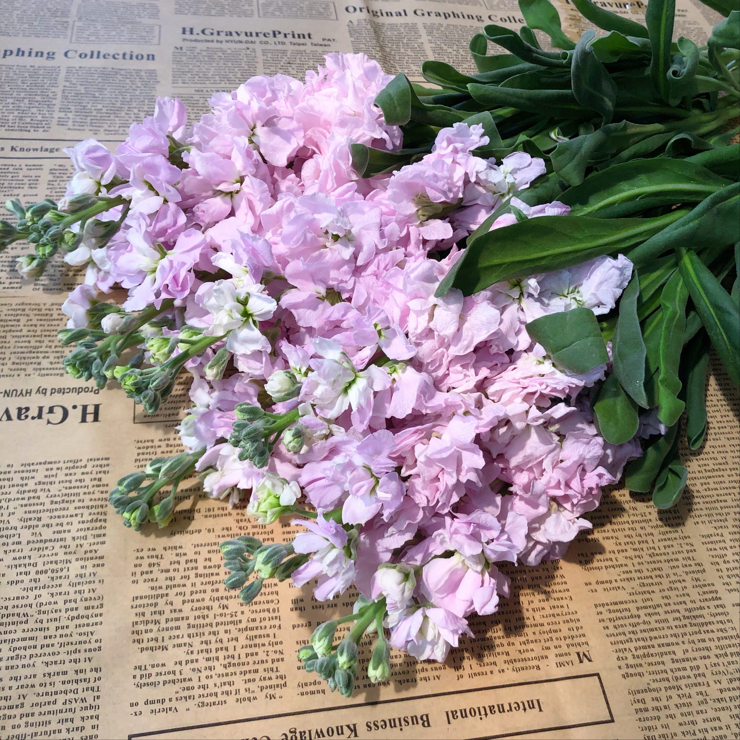 清香紫罗兰云南基地一扎直发花束搭配家居卧室清新空气鲜切花优惠券