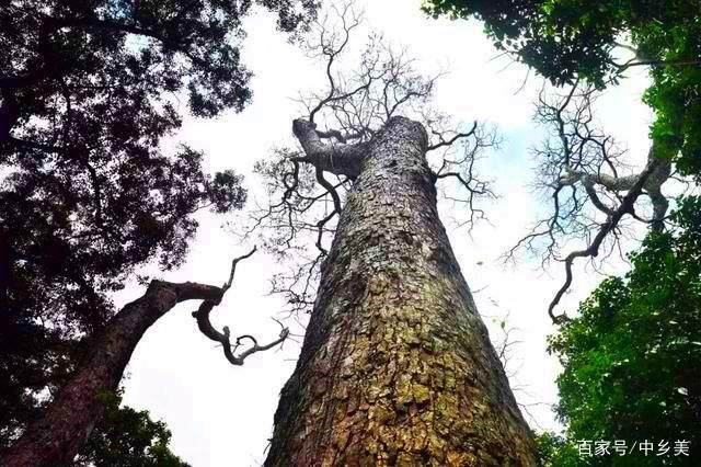 乡土散文:椿树王