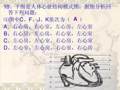 答回列下问:题 图中⑴c,,jf,依次k( 为a)  ,右a心房,心室右,左房心左
