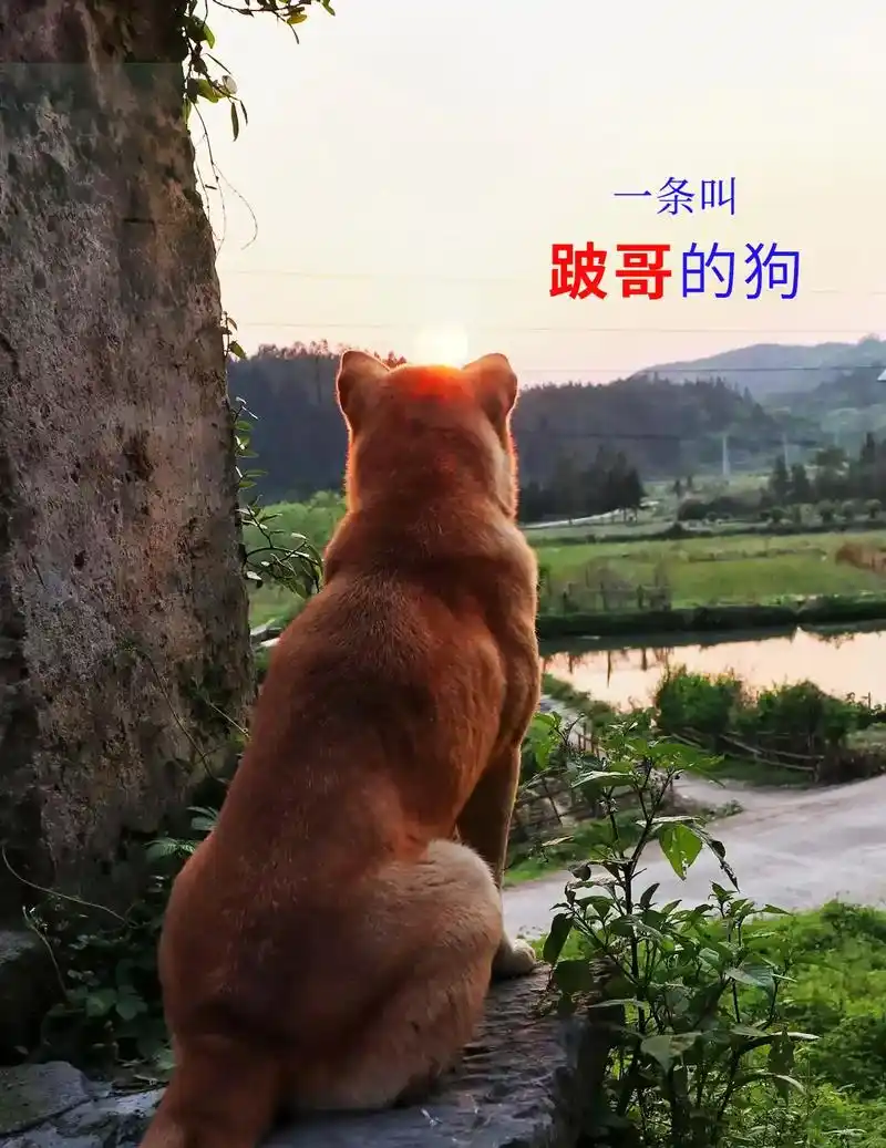 狗真的通人性吗?阿才是我的发小.     上小学的时候,他家 - 抖音