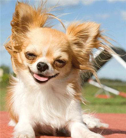 狗狗笑起来整颗心都被温暖包围着