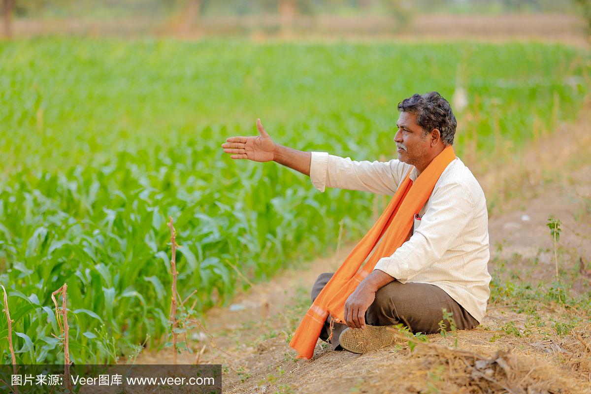 印度农民在绿色的玉米地里