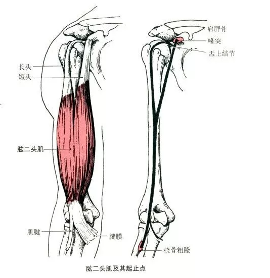 这么大的肱二头肌,见过没?