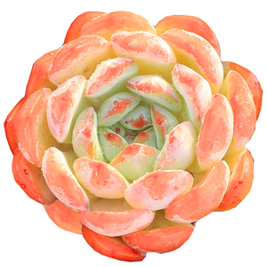 直播红袖景天多肉植物果冻色盆栽