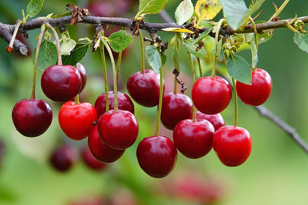 樱桃树应如何施肥才能生长得更好?_南繁_创新_服务平台