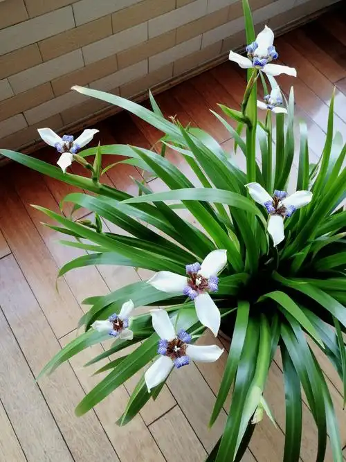 你喜欢兰花吗,这是巴西鸢尾花.