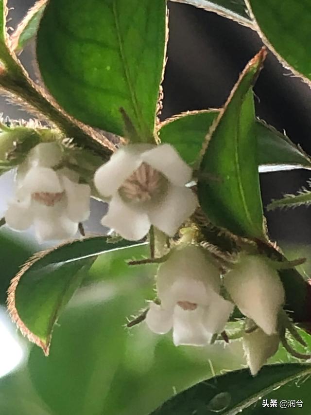 小叶紫檀开花预示着什么寓意,小叶紫檀开花结果图片(遇见紫檀花开