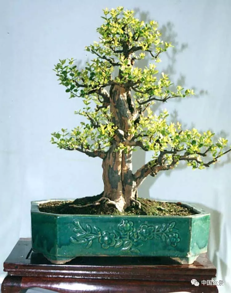 雀梅盆景欣赏与养护巧技