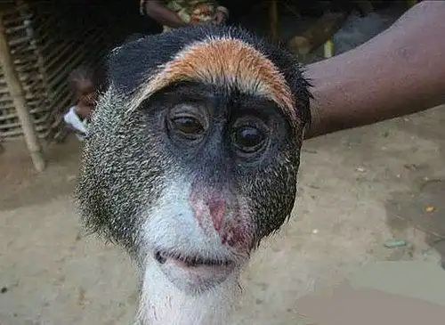 【恐怖盛宴】刚果人大锅炖猴子(组图)