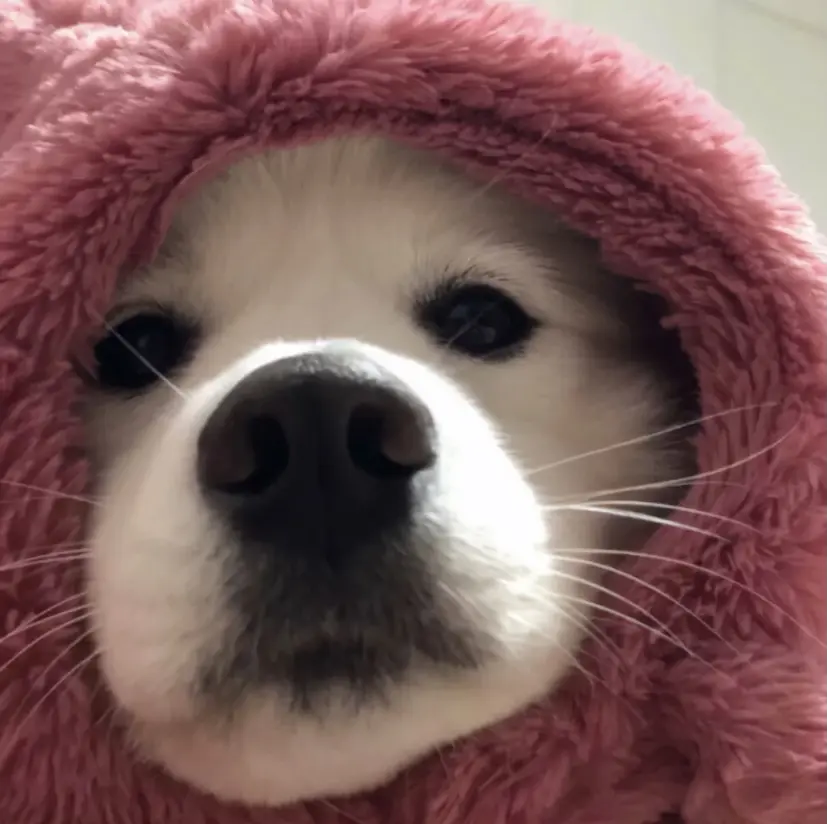 可爱小动物萌萌哒头像12张