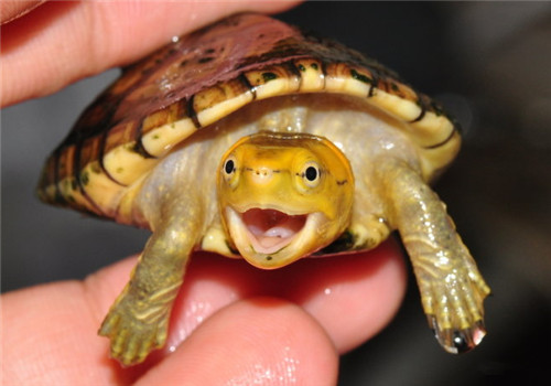 白唇泥龟的形态特征