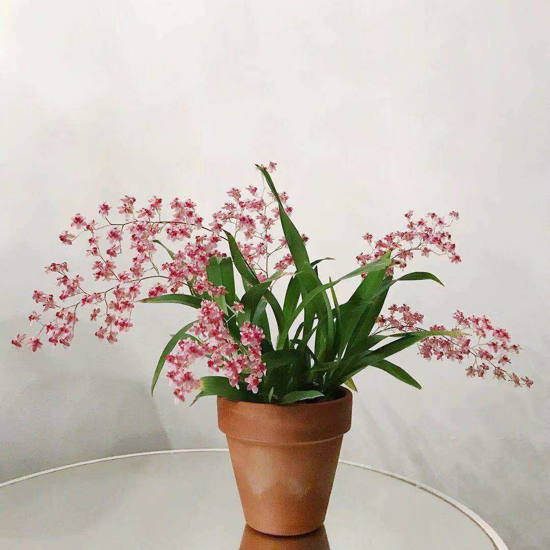 文心兰梦香兰盆栽带花苞浓香型兰花苗原盆原土发货好闻四季开花大