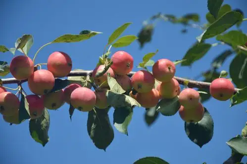 家乡的秋天我喜欢,有收获的季节,有丰收的果实.