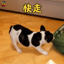 萌宠狗汪星人快走搞怪gif动图_动态图_表情包下载_soogif