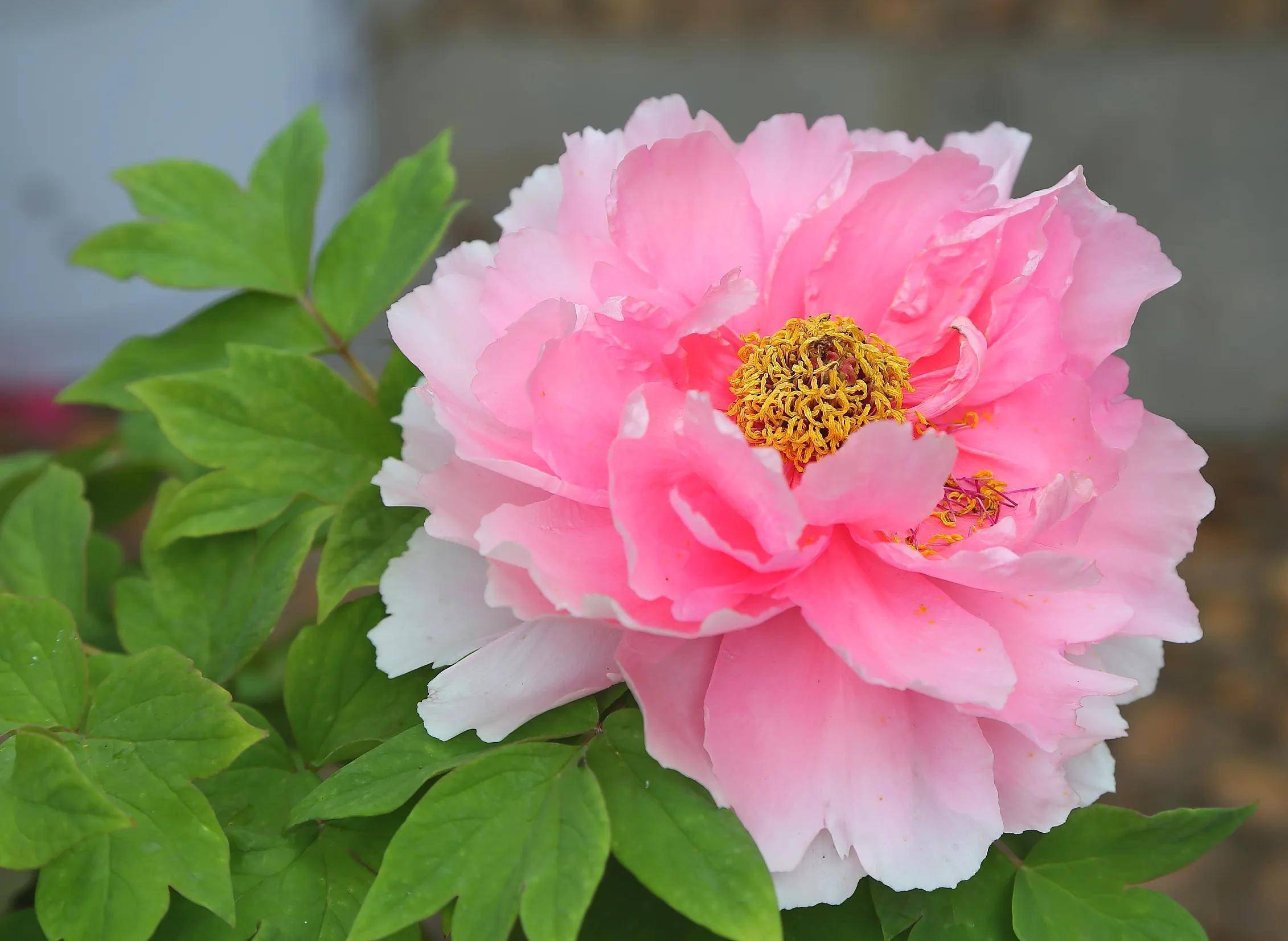 世界上最美的十种花欣赏在你心中是哪一种呢