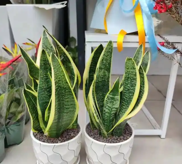 湖北一老太太因在阳台上养虎皮兰而走红网友太神奇