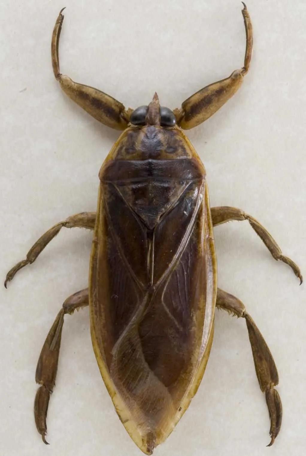 毒虫子有哪些(盘点国内7大常见的有毒昆虫)