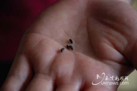 芝麻大小黑色小点点的是什么虫