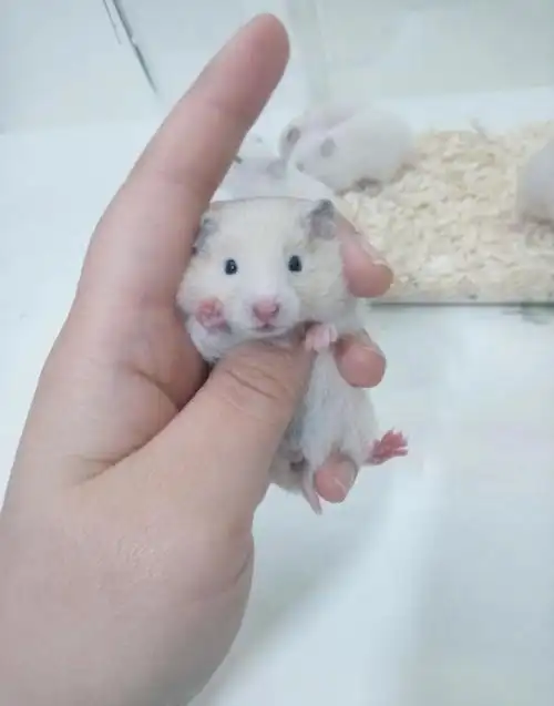 韩国1月第二批金丝熊宝宝可以领养啦