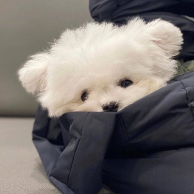 qq头像萌宠物图片高清可爱的头像动物可爱萌图片