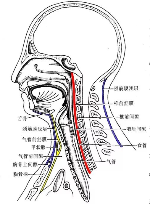 容易被忽视的颈部精细解剖有必要了解