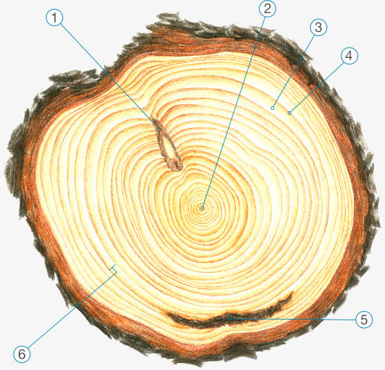 树的年轮