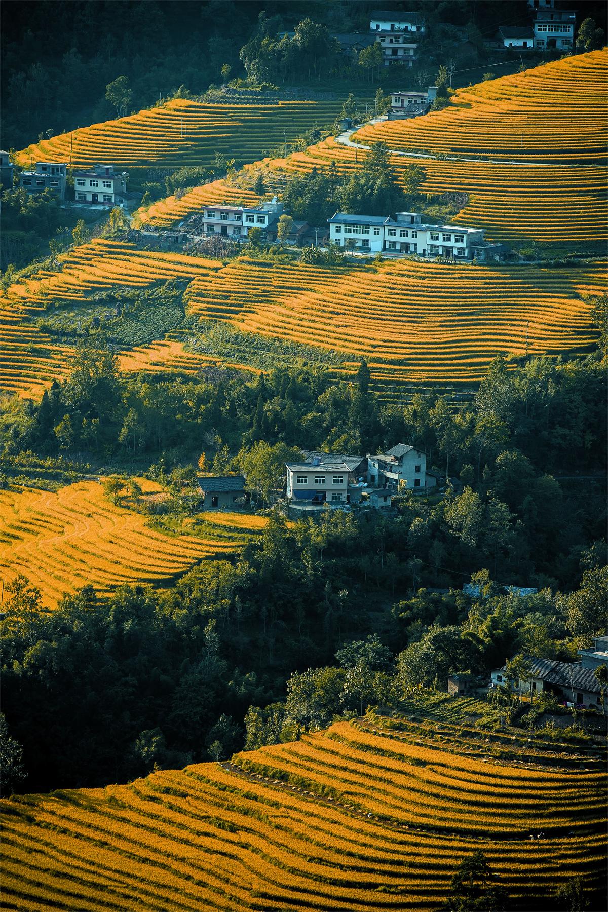 我县南宫稻田入选中国美丽田园榜