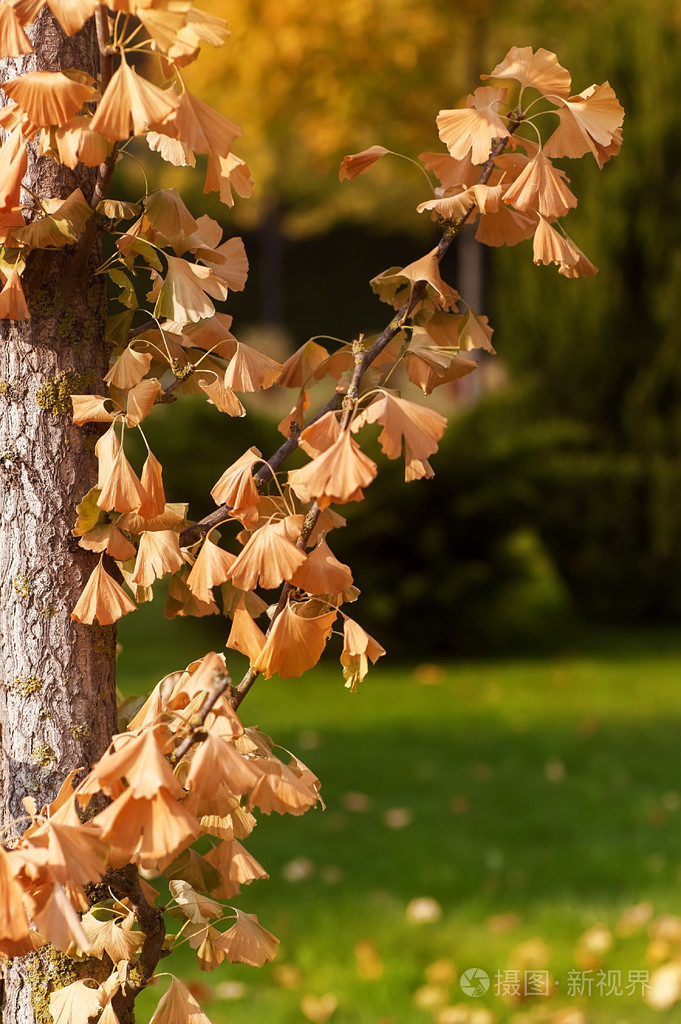 黄色的秋天的树枝叶