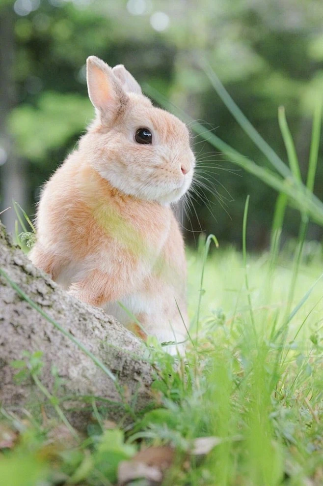 兔奴推主evo3183给自家兔兔拍的竖版照片张张都是能当壁纸的feel啊