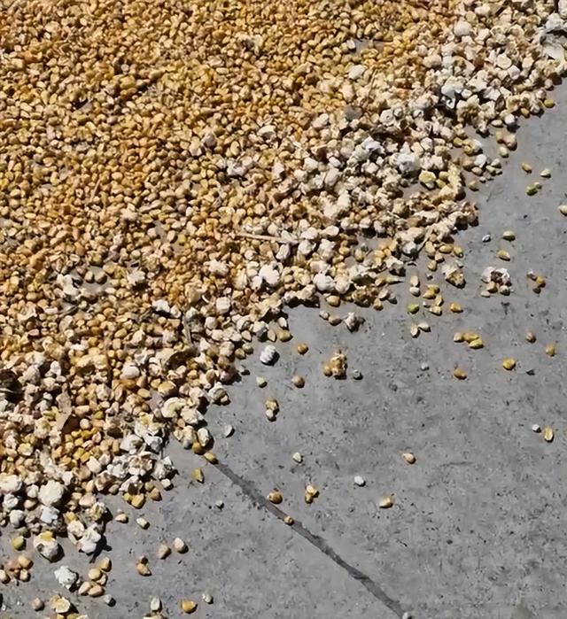 河南高温天气,一男子晒玉米竟变成"爆米花"?网友看后傻眼了