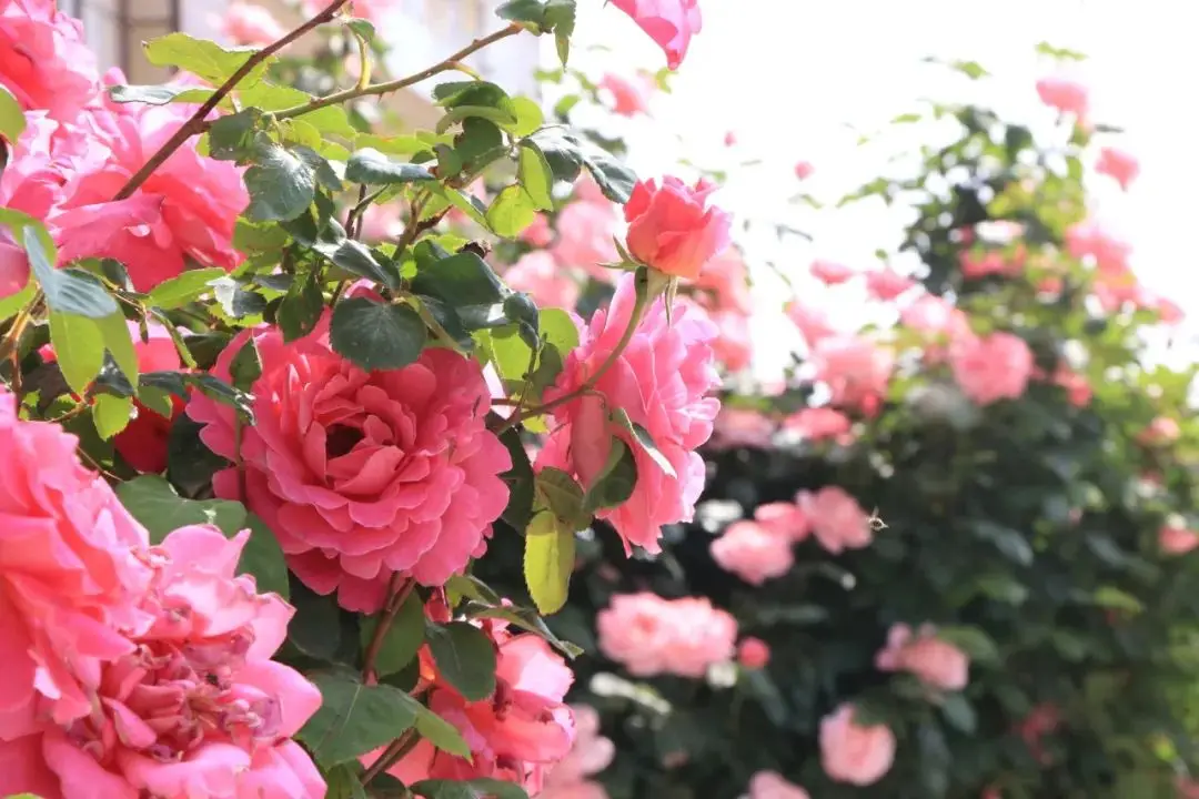 【东阁61山水花城】诗意里的东阁(二)