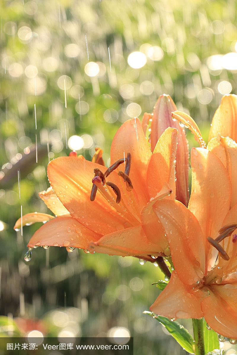 夏雨中的花园和百合花滴在散景的背景上,模糊了焦点.
