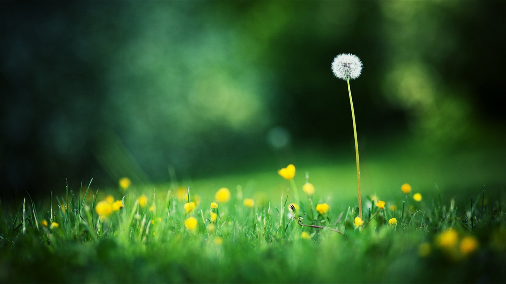 精选好看的小清新文艺范治愈系唯美图片桌面壁纸高清(2)