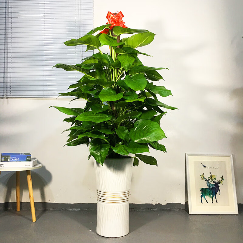 6-1.8米黑螺纹绿萝柱 超大绿萝 含盆【图片 价格 品牌 报价】-京东