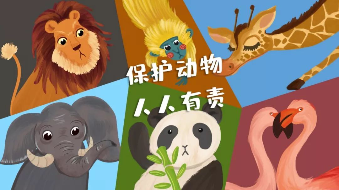 【see科普】世界动物日 | 给孩子们一份正确的保护动物指南!
