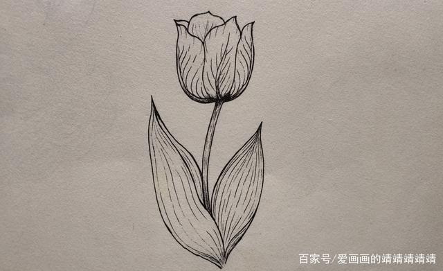 简单线描植物花卉手绘合集来啦,初学者也可以学会